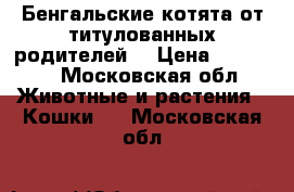 Бенгальские котята от титулованных родителей  › Цена ­ 40 000 - Московская обл. Животные и растения » Кошки   . Московская обл.
